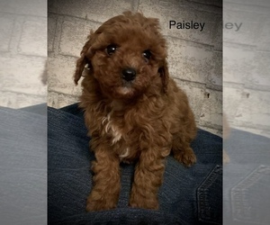 Cavapoo Puppy for sale in SHILOH, OH, USA