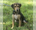 Small Photo #4 Beagle Puppy For Sale in Yardley, PA, USA