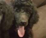 Small Photo #1 Poodle (Standard) Puppy For Sale in TULSA, OK, USA