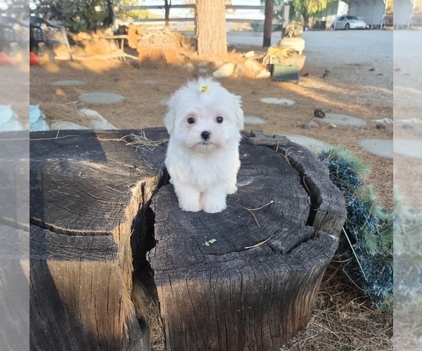 Medium Photo #8 Maltese Puppy For Sale in SANTA CLARITA, CA, USA