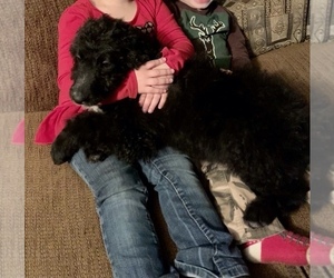 Aussiedoodle Puppy for sale in LAKE ODESSA, MI, USA