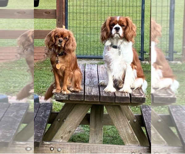 Medium Photo #1 Cavalier King Charles Spaniel Puppy For Sale in PICAYUNE, MS, USA