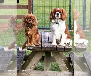 Mother of the Cavalier King Charles Spaniel puppies born on 08/07/2026
