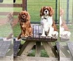 Small Photo #1 Cavalier King Charles Spaniel Puppy For Sale in PICAYUNE, MS, USA