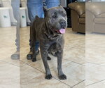 Small #5 Mutt