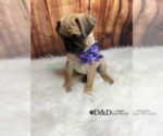 Small Photo #5 Pug Puppy For Sale in RIPLEY, MS, USA