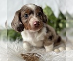 Small #8 Dachshund