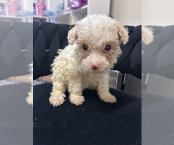 Medium Photo #1 Maltipoo (Miniature) Puppy For Sale in VIRGINIA BEACH, VA, USA