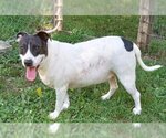 Small #2 Mutt