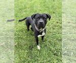 Small #1 American Pit Bull Terrier Mix