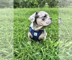 French Bulldog Puppy for sale in DURHAM, CT, USA