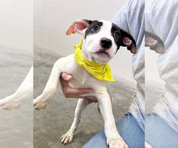 Medium Photo #3 Mutt Puppy For Sale in Abbeville, LA, USA