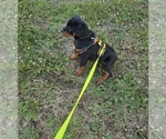 Small #1 Rottweiler