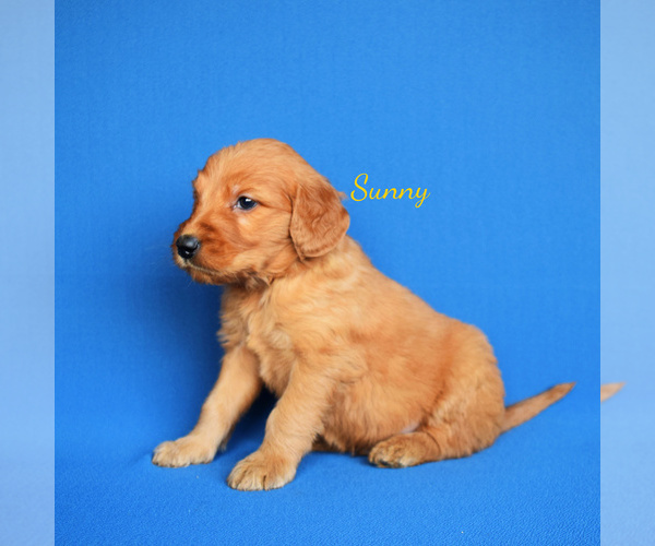Medium Photo #3 Goldendoodle (Miniature) Puppy For Sale in NEW PARIS, IN, USA
