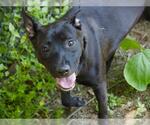 Small #2 Finnish Spitz
