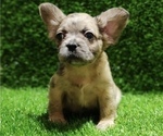 Small Photo #16 French Bulldog Puppy For Sale in MIAMI BEACH, FL, USA