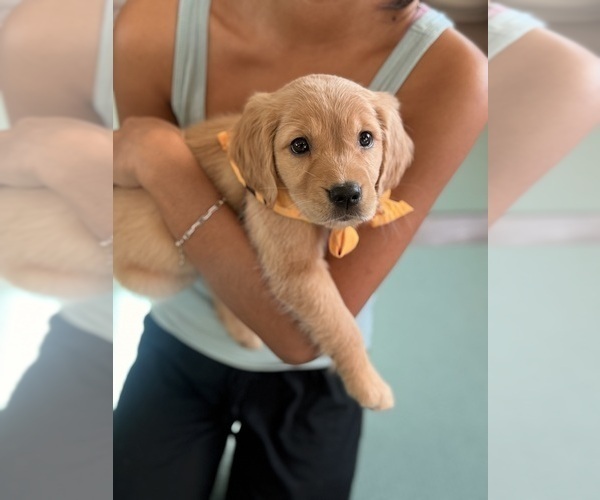 Medium Photo #1 Golden Retriever Puppy For Sale in LOS ANGELES, CA, USA