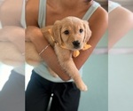 Puppy Puppy 5 Orange Golden Retriever