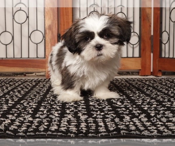 Medium Photo #1 Shih Tzu Puppy For Sale in NAPLES, FL, USA