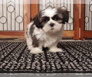 Shih Tzu Litter for sale in NAPLES, FL, USA