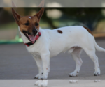 Small Jack Russell Terrier Mix