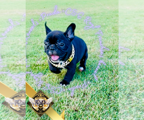 Medium Photo #8 French Bulldog Puppy For Sale in ATHENS, GA, USA