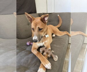Mosby. - Female Border-Aussie Dog for Adoption - Photo #7
