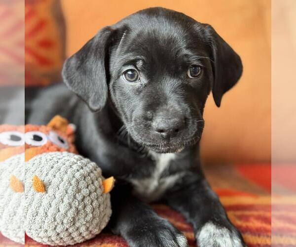 Medium Photo #1 Labrador Retriever-Unknown Mix Puppy For Sale in San Diego, CA, USA
