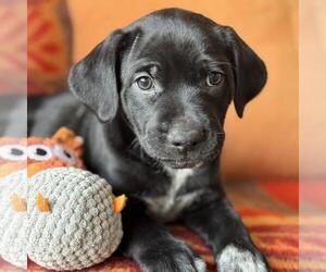 Labrador Retriever-Unknown Mix Dogs for adoption in San Diego, CA, USA