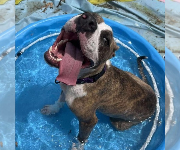 Medium Photo #2 Mutt Puppy For Sale in Rustburg, VA, USA