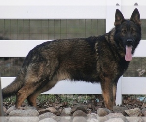 Father of the German Shepherd Dog puppies born on 02/02/2026