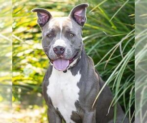 Mutt Dogs for adoption in Camarillo, CA, USA