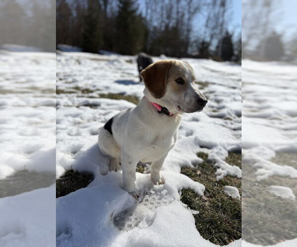 Medium Photo #4 Bassetdor Puppy For Sale in Aurora, IN, USA