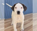 Small #1 American Staffordshire Terrier Mix