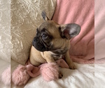 Small #3 French Bulldog