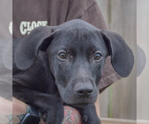 Jinx - Male Labralas Dog for Adoption - Photo #5