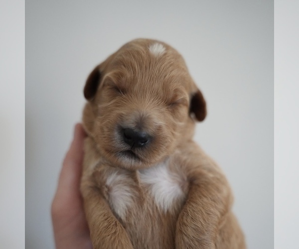 Medium Photo #26 Goldendoodle (Miniature) Puppy For Sale in DALLAS, OR, USA