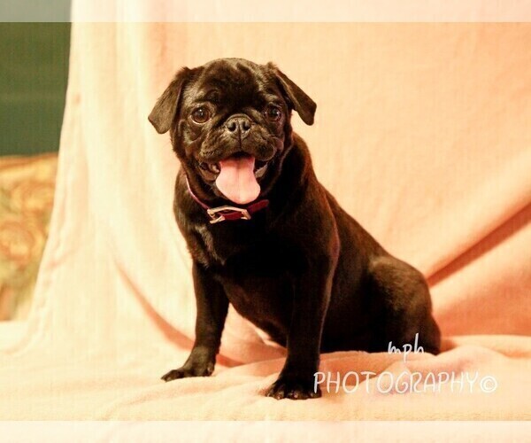 Medium Photo #6 Jug-Pug Mix Puppy For Sale in LIBERTY, KY, USA