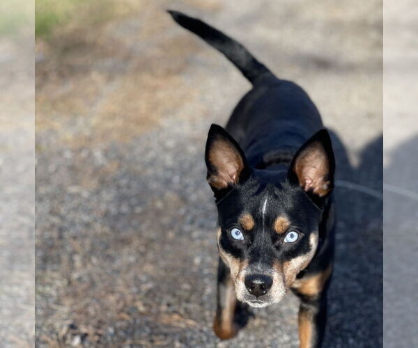 Medium Photo #3 Miniature Pinscher-Unknown Mix Puppy For Sale in Fargo, ND, USA