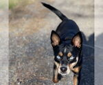 Small #2 Miniature Pinscher Mix