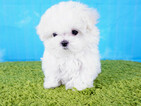 Small Photo #2 Maltese Puppy For Sale in LA MIRADA, CA, USA
