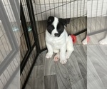 Small Photo #4 Akita Puppy For Sale in CANTONMENT, FL, USA