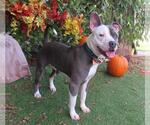 Small #1 American Pit Bull Terrier