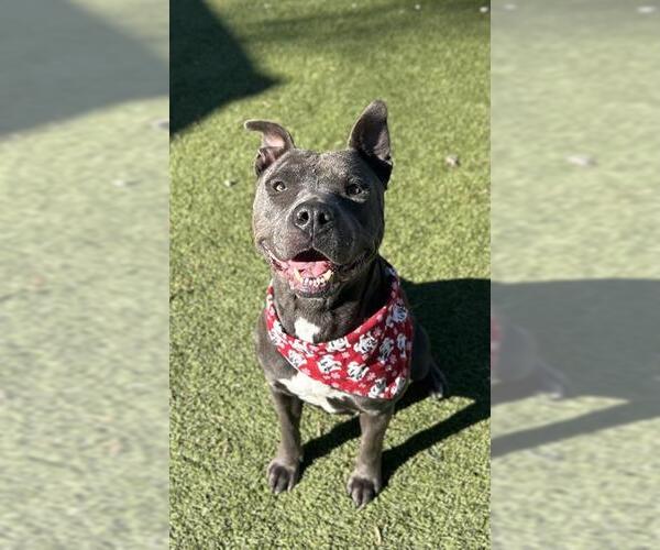 Medium Photo #1 Mutt Puppy For Sale in Newton, NC, USA