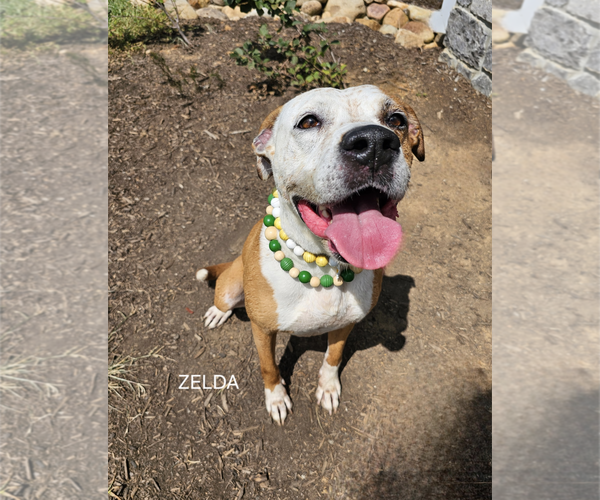 Medium Photo #2 Boxer Puppy For Sale in Maryville, TN, USA