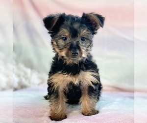 Yorkshire Terrier Puppy for sale in ROCK STREAM, NY, USA