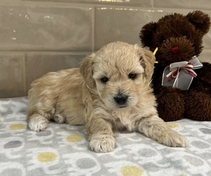 YorkiePoo Puppy for sale in MURFREESBORO, TN, USA