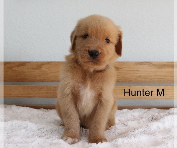 Medium Photo #1 Golden Retriever Puppy For Sale in GREENEVILLE, TN, USA