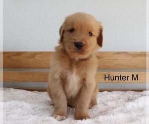 Golden Retriever Puppy for sale in GREENEVILLE, TN, USA