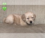 Small #9 Golden Retriever